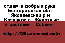 отдам в добрые руки - Белгородская обл., Яковлевский р-н, Казацкое с. Животные и растения » Собаки   